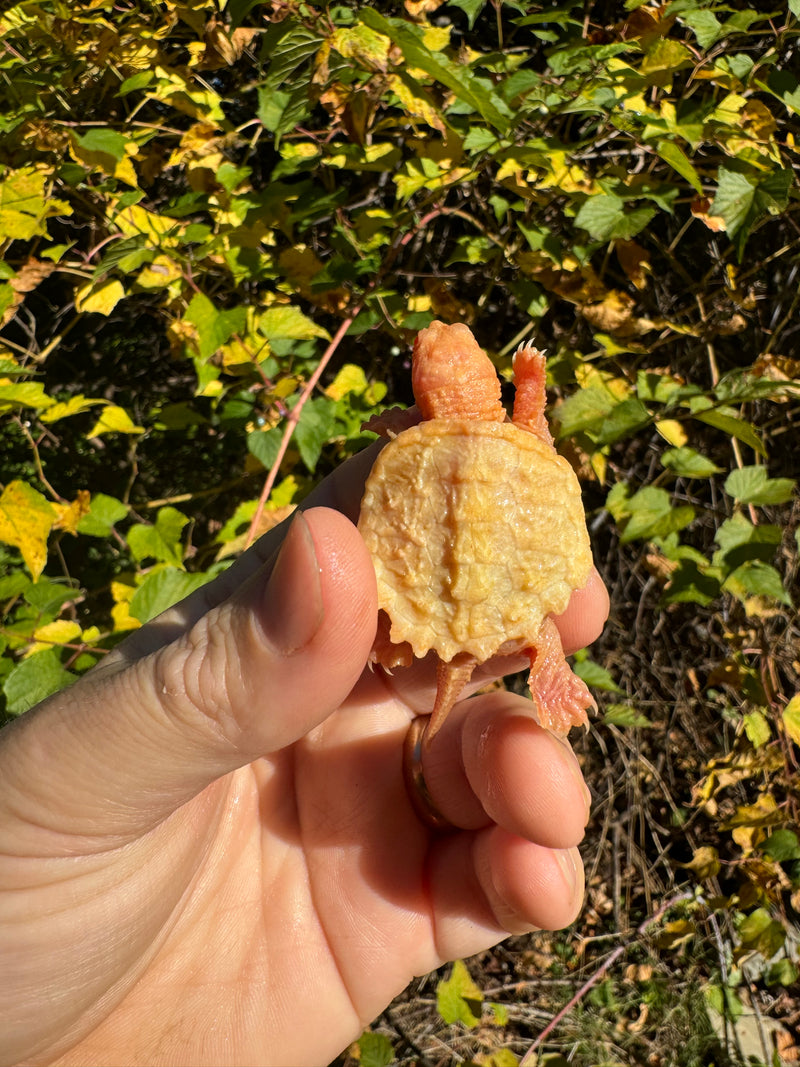 Baby Albino Common Snapping Turtle (Imperfect Shell) (Chelydra serpentina)