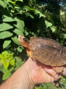 Golden Coin Box Turtle Adult Female (Cuora trifasciata )