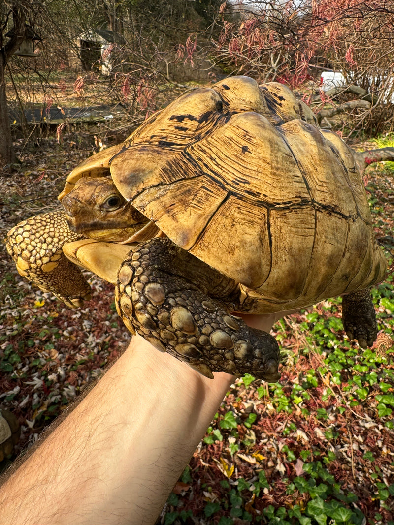 Leopard Tortoise Adult Male