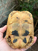 Jordanian Golden Greek Tortoise Female