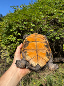 Keeled Box Turtle Adult Female