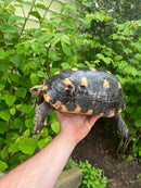 HI COLORED Suriname Red Foot Tortoise Adult Pair 6 (Chelonoidis carbonaria)