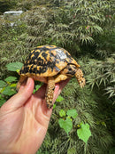 Libyan Greek Tortoise Adult Male