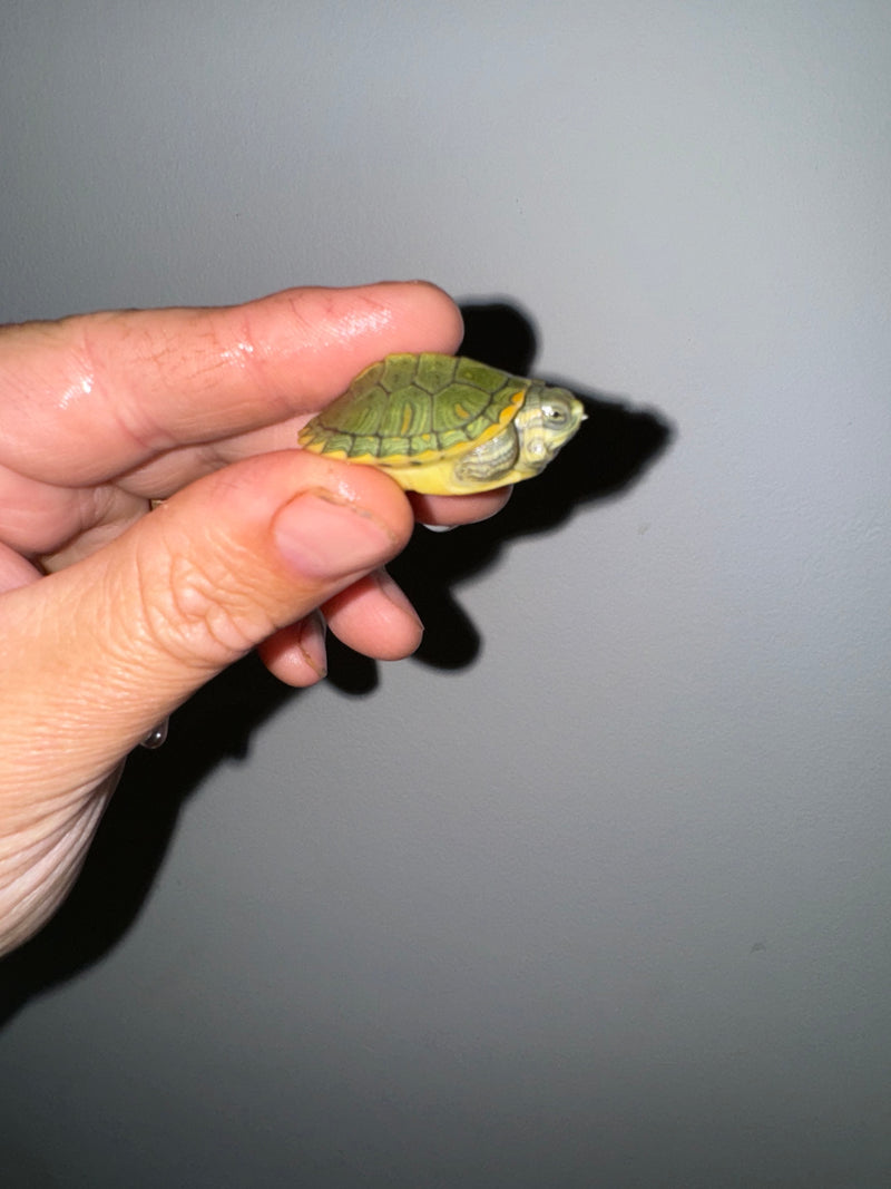 Genetic Pastel Red Eared Slider Turtle 2024