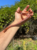Yunnan Mountain Ratsnake Adult Pair