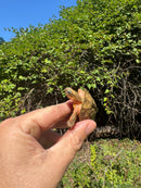 Golden Coin Box Turtle 2025