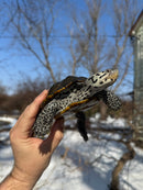 Adult Concentric Diamondback Terrapin Female