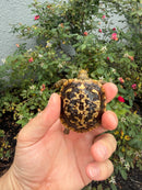 Pancake Tortoise Baby 2026