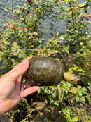 Sicilian Pond Turtle Adult Pair