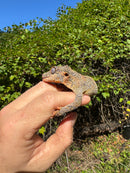 Gargoyle Gecko Adult Female