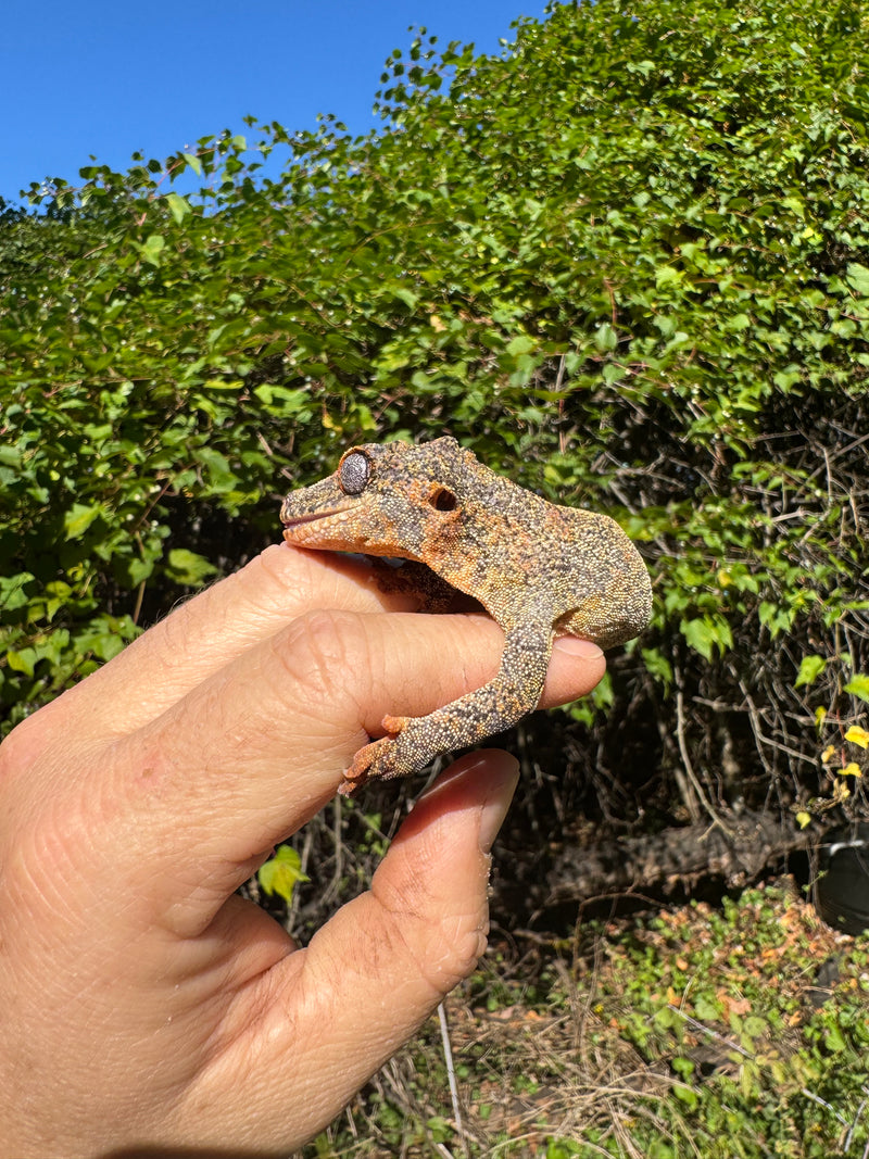 Gargoyle Gecko Adult Female