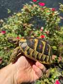 Eastern Hermann's Tortoise Adult Female
