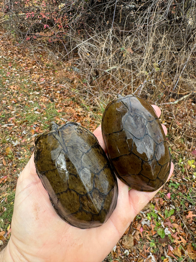 Stripe-necked Musk Turtle Adult Pair