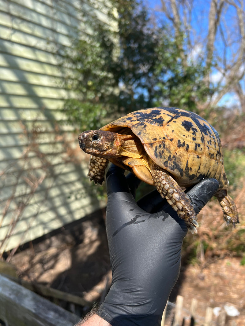 Libyan Greek Tortoise Adult Male