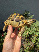 Eastern Hermann's Tortoise Adult Male