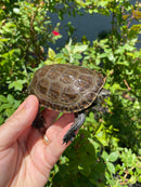 Balkan Pond Turtle Adult Male