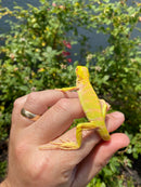 Crimson Red Albino Green Iguana 2026