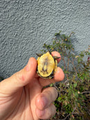 Hi Color Eastern Box Turtle Baby