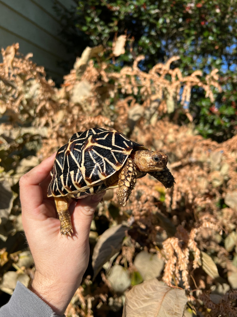 Sri Lankan Star Tortoise Female