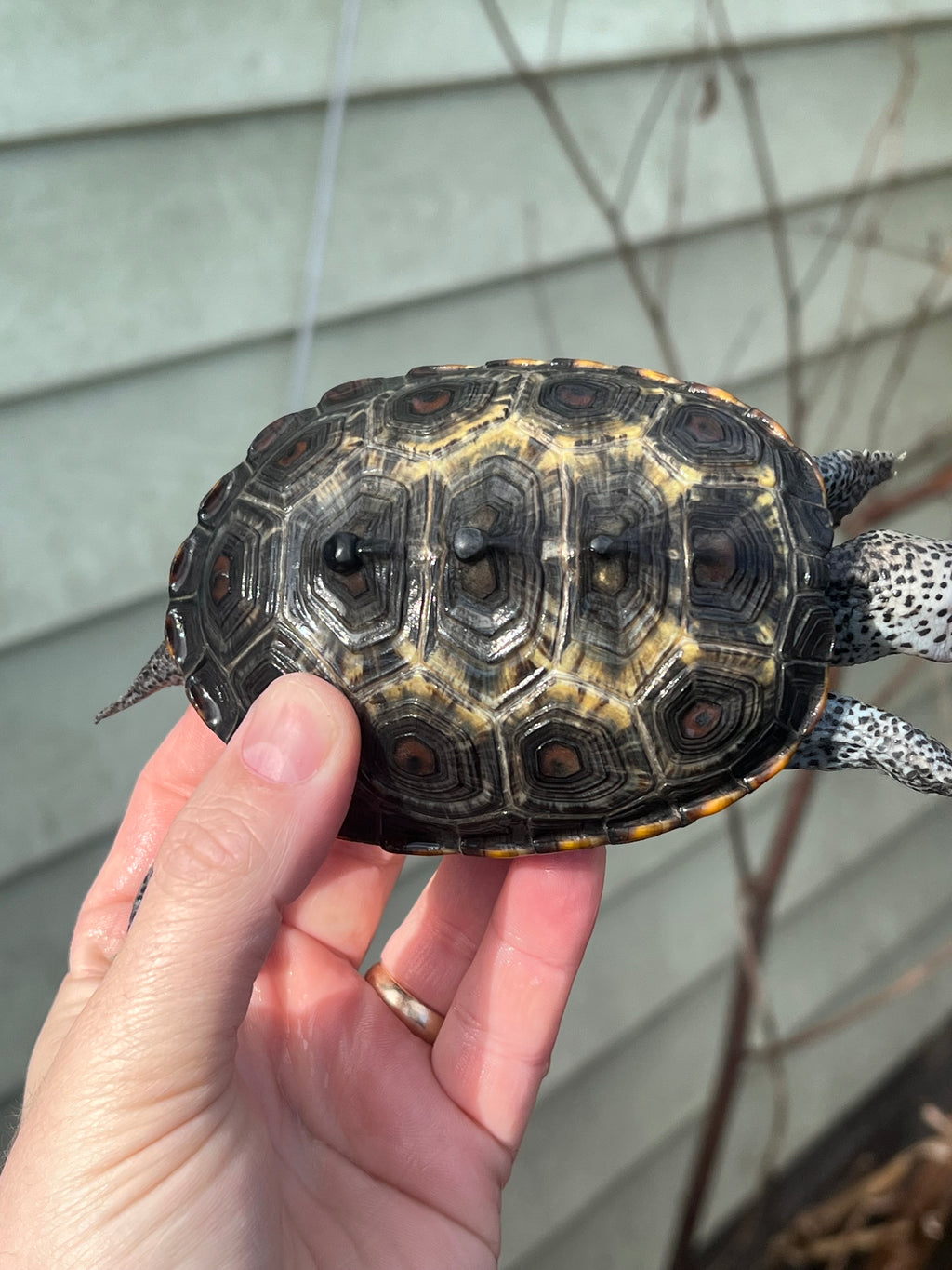 Ornate Diamondback Terrapin (Malaclemys terrapin) For Sale | American ...