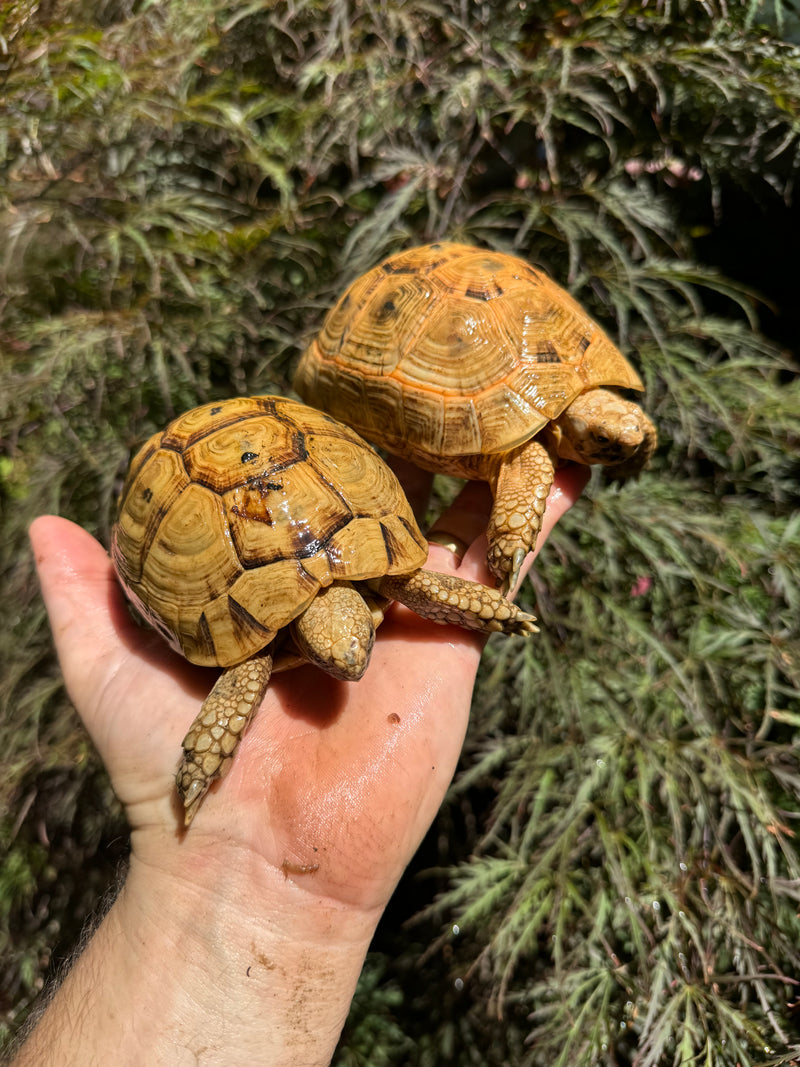 Syrian Golden Greek Tortoise Pair