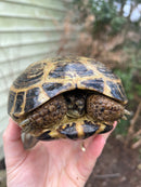 Russian Tortoise Adult 1.3  (Testudo horsfieldii)