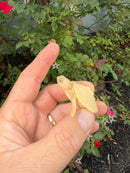 Albino Mississippi Map Turtle Baby