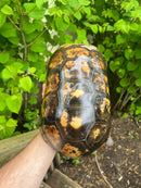 HI COLORED Suriname Red Foot Tortoise Adult Pair 6 (Chelonoidis carbonaria)