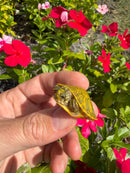 Albino T+ Florida Red Bellied Turtle 2026