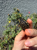 HI YELLOW Florida Box Turtle