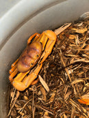 Albino T+ St. Martin Giant Satanic Zombie Land Crab (Gecarcinus ruricola)