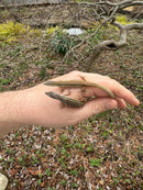 Long Tailed Grass Lizard (Takydromus sexlineatus)
