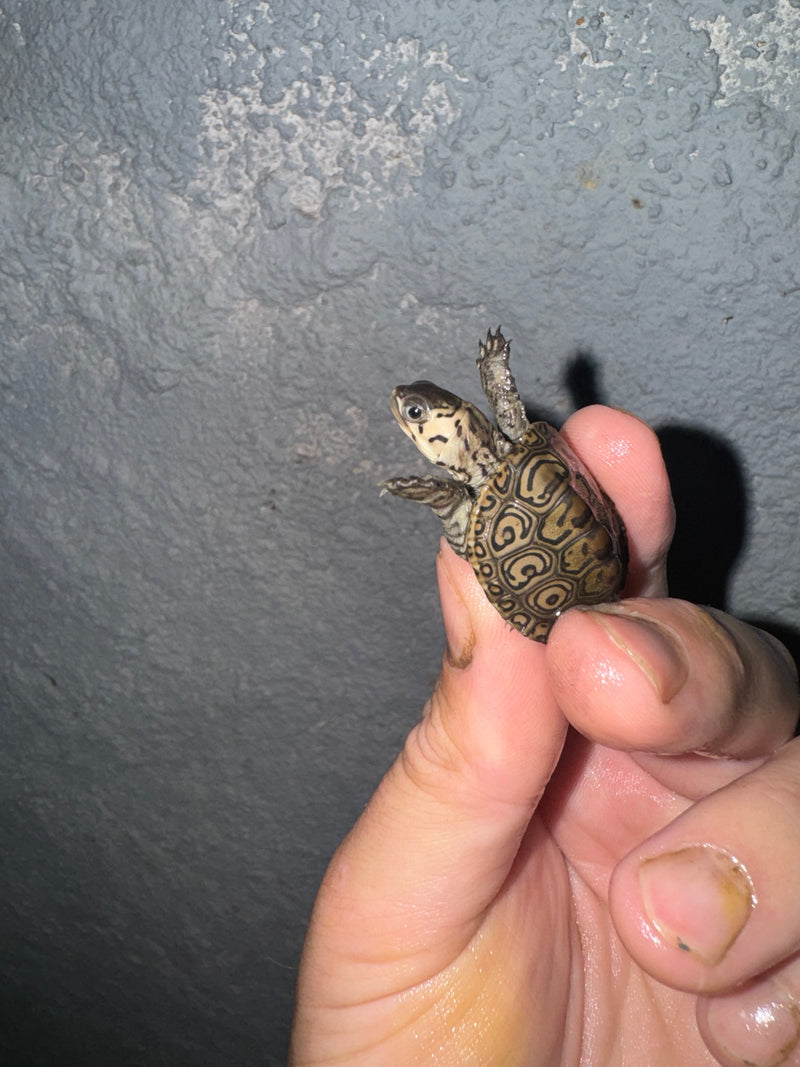 Hi White Concentric Diamondback Terrapin 2024