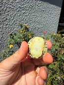 Pastel Clown River Cooter Turtle Baby 2026