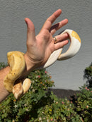 Banana Ball Python Mixed Morph Male
