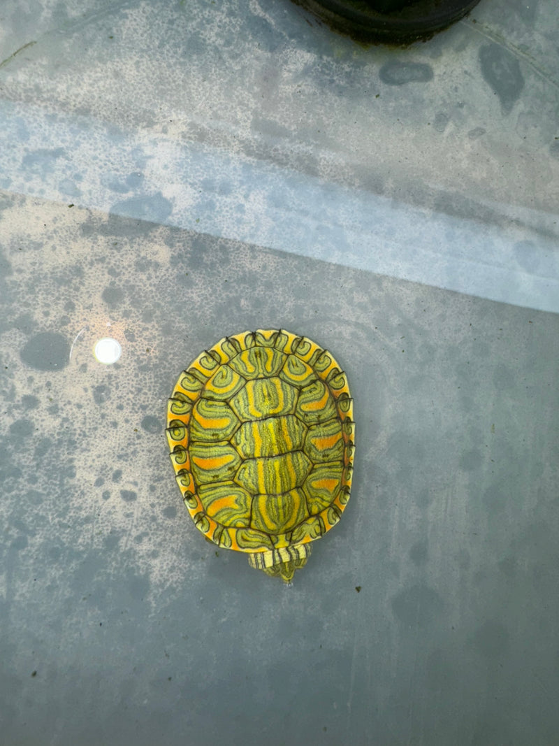 Hi Red Line Bred Pastel Red Eared Slider Turtle 2024