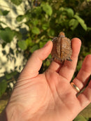 Keeled Box Turtle Baby