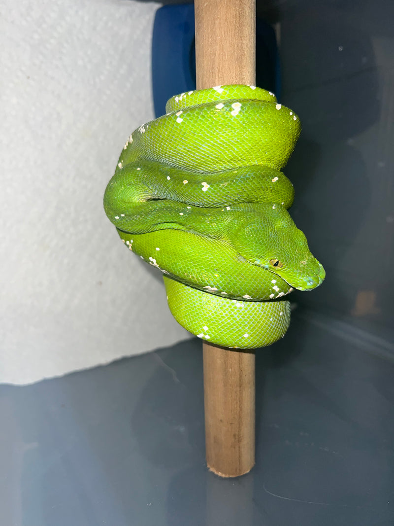 Aru Green Tree Python Male