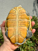 Concentric Diamondback Terrapin Adult Female