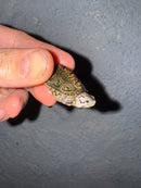 Hi White Concentric Diamondback Terrapin 2025