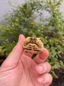 Sri Lankan Star Tortoise 2026