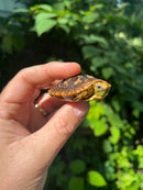 Pancake Tortoise Baby