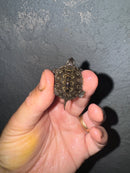 Hi White Concentric Diamondback Terrapin 2024