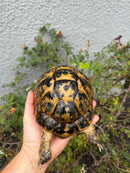 Mesopotamian Greek Tortoise Adult Female