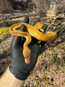 Pastel Pinstripe Low White Pied Ball Python Female