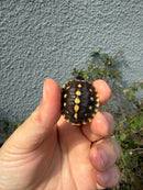Hi Color Eastern Box Turtle Baby