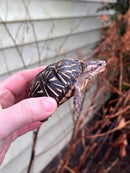 HI YELLOW Florida Box Turtle