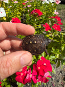 Hi Color Yellow Baby Eastern Box Turtle