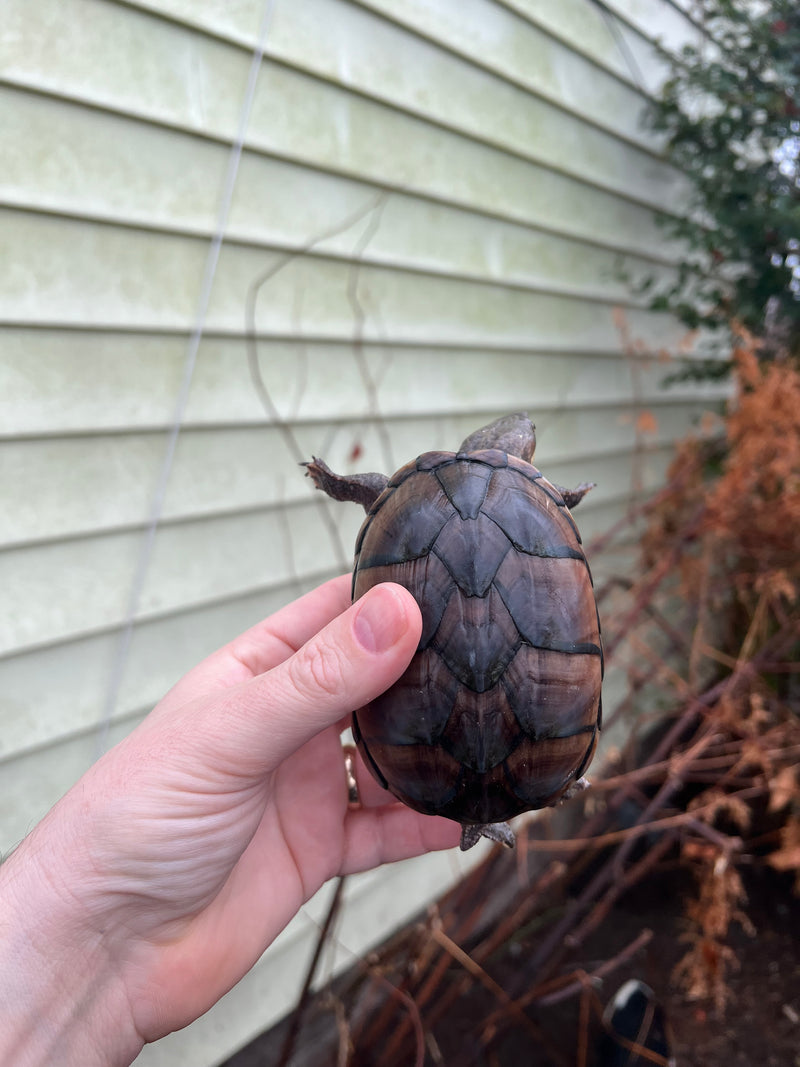 Pastel Common Musk Turtle Adult Female