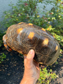 Red Foot Tortoise Adult Female